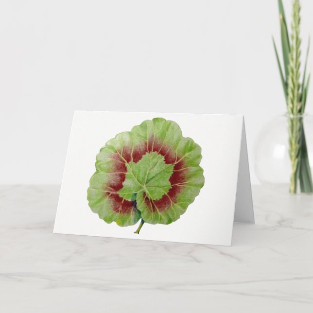 Carte de voeux Pelargonium 'Geranium Leaf' (Devant)