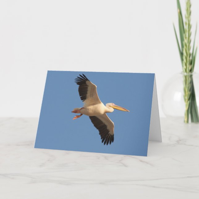 Carte de voeux Pélican blanc (Devant)