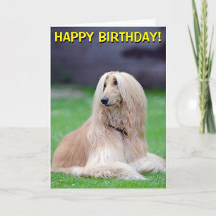 Carte de voeux personnalisable Afghan Hound
