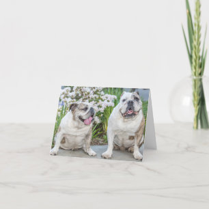 Carte de voeux personnalisée pour les Bulldogs mig