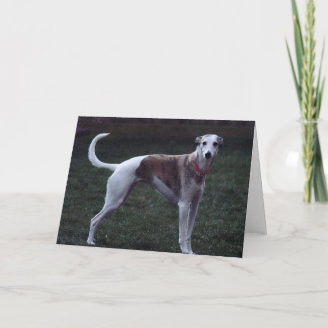 Carte de voeux photo "Bailey" Whippet (Devant)