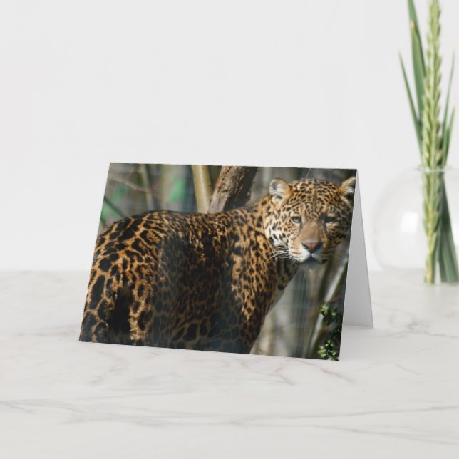 Carte de voeux photo Jaguar (Devant)