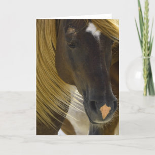 Carte de voeux photo Mustang Horse