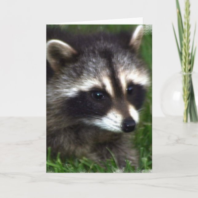 Carte de voeux photo Raccoon (Devant)
