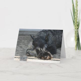 Carte de voeux photo "Spirit" Standard Schnauzer