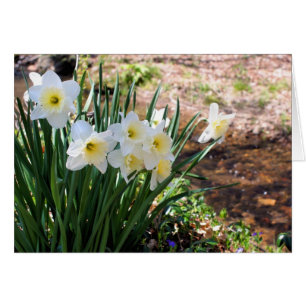 Carte de vœux photographique de jonquilles au bord