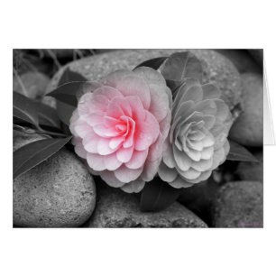 Carte de voeux Pink Camellias