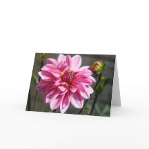 Carte de voeux Pink Dahlia