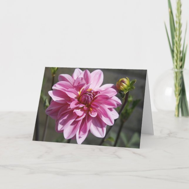 Carte de voeux Pink Dahlia (Devant)