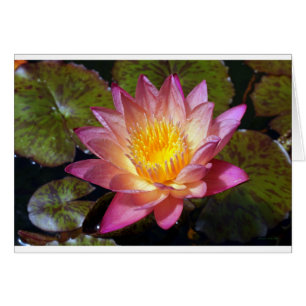 Carte de voeux Pink Water Lily