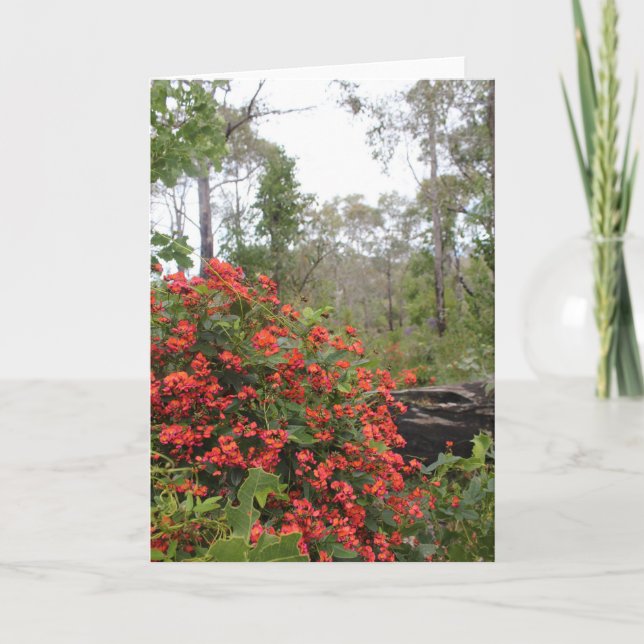 CARTE DE VOEUX - plante grimpante de corail (Devant)