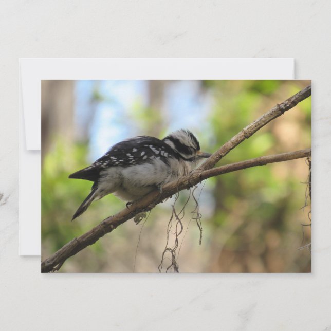 Carte de voeux plat Downy Woodpecker (Devant)