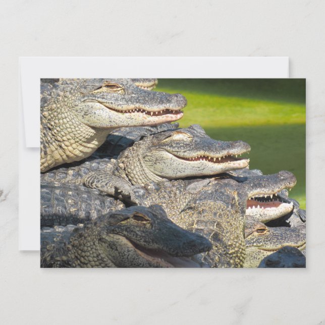 Carte de voeux plate des Alligators américains (Devant)