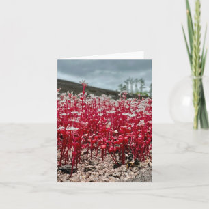 Carte de voeux pliée avec photo fleur sauvage.
