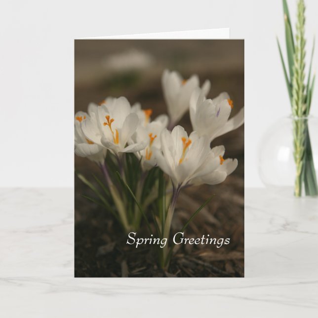 Carte de voeux pliée Crocus blanc printemps (Devant)