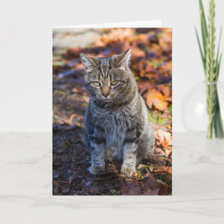 Carte de voeux pliée de chat funky