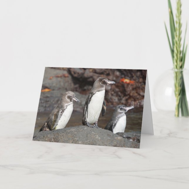 Carte de vœux pliée Manchots des Galapagos (Devant)
