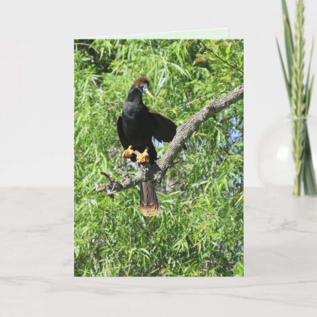 Carte de voeux pliée pour le mâle Anhinga (alias S (Devant)