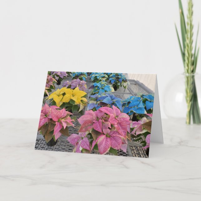 Carte de vœux poinsettia (Devant)