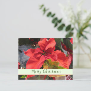 Carte de vœux Poinsettia