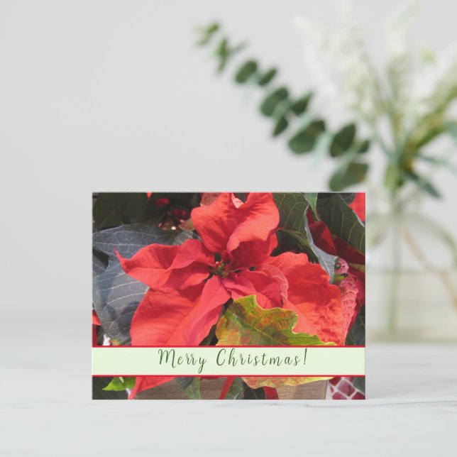 Carte de vœux Poinsettia (Debout devant)