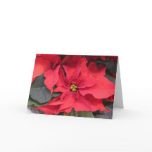 Carte de voeux Poinsettia