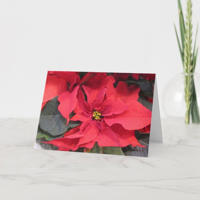 Carte de voeux Poinsettia (Devant)