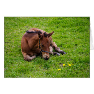 Carte de voeux pour animaux, vide à l'intérieur.