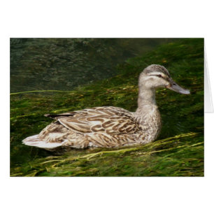Carte de voeux pour canard