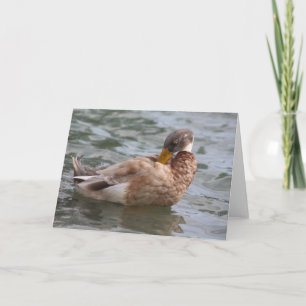 Carte de voeux pour canard