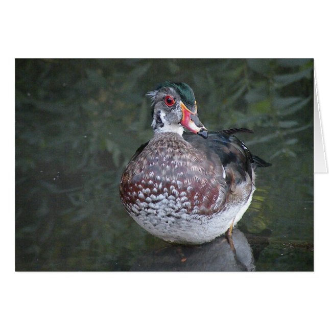 Carte de voeux pour canard à bois (Devant horizontal)