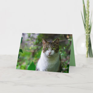 carte de voeux pour chat de jardin