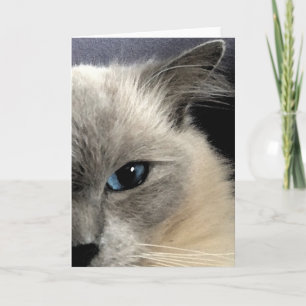 Carte de voeux pour chat Ragdoll