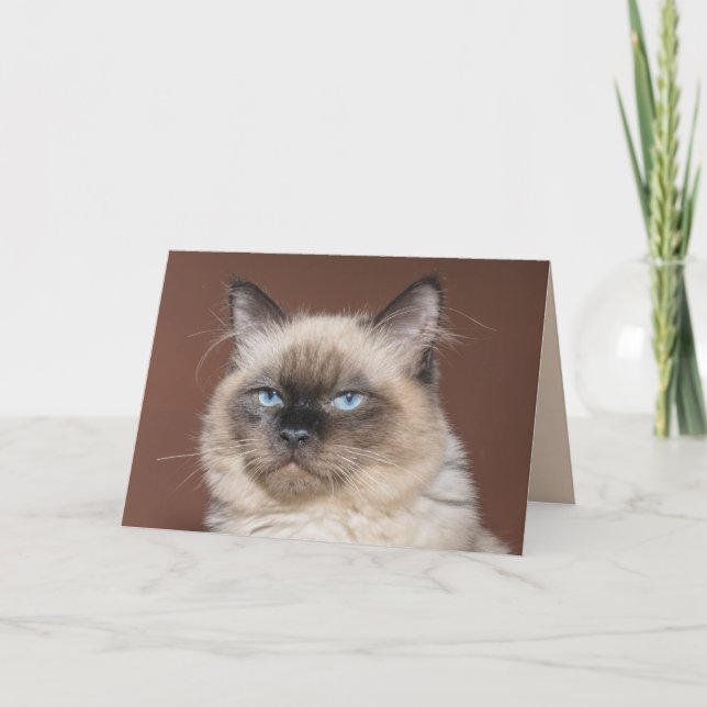 Carte de voeux pour chat siamois (Devant)