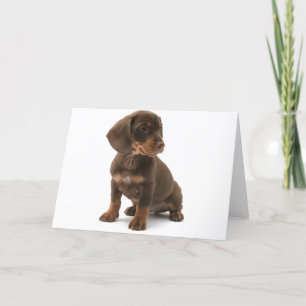Carte de voeux pour chiot Dachshund