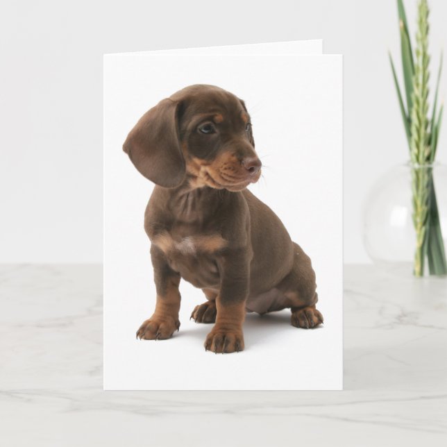 Carte de voeux pour chiot Dachshund (Devant)