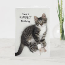Carte de voeux pour l'anniversaire de Zorro Catnip