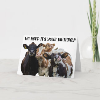 Carte de voeux pour l'anniversaire des vaches amus