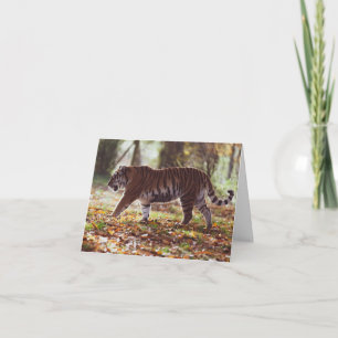 Carte de voeux pour l'anniversaire du Big Tiger