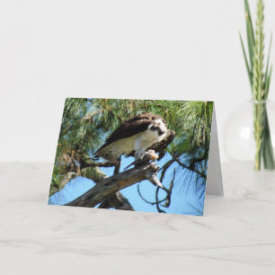Carte de voeux pour le déjeuner d'Osprey