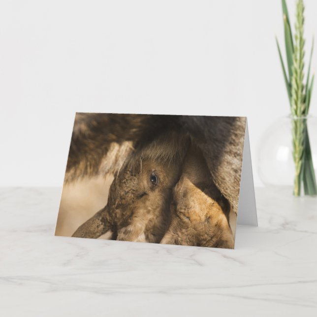 Carte de voeux pour le lait de Moose Calves (Devant)