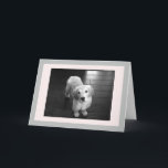 Carte de voeux pour les chiots d'extraction en or<br><div class="desc">Arnie est un chiot posant pour la caméra.  J'espère qu'il pourra égayer votre journée.</div>