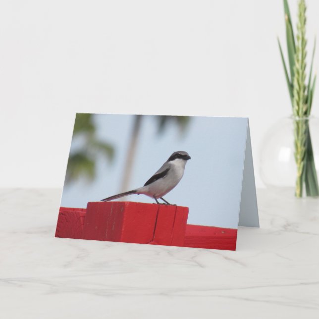 Carte de voeux pour les oiseaux grièche-tête (Devant)