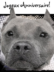 Cartes Pitbull D Anniversaire Zazzle Fr Cartes Pitbull D Anniversaire Zazzle Fr