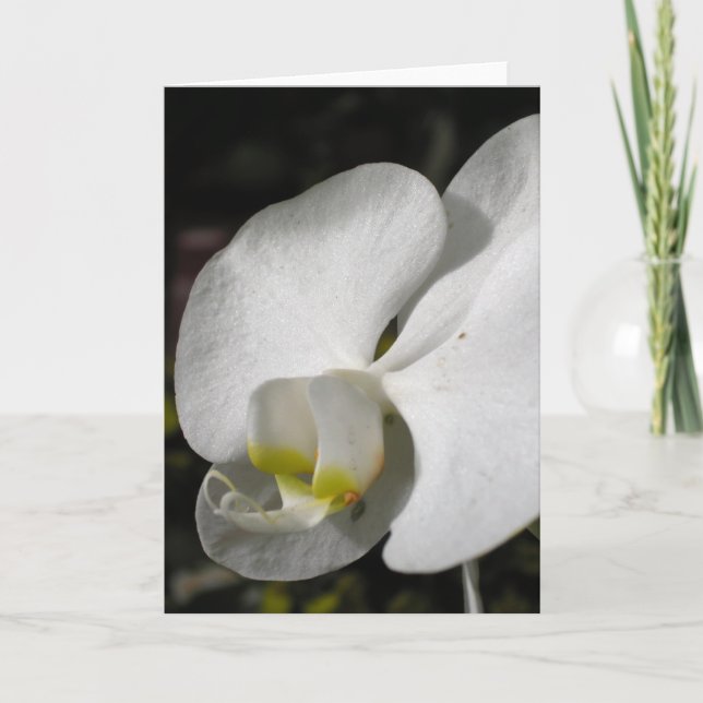 Carte de voeux pour orchidée blanche en soie (Devant)