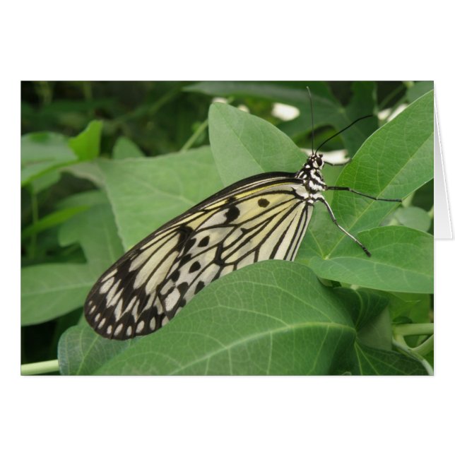 Carte de voeux pour papillon papillon en papier (Devant horizontal)