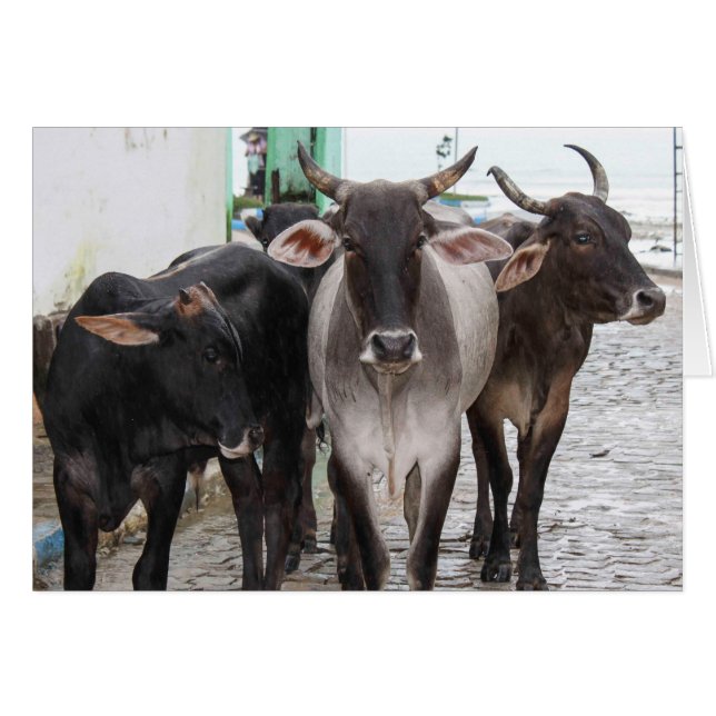 Carte de voeux pour trois vaches noires (Devant Horizontal)