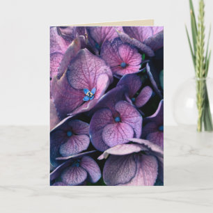 Carte de voeux pourpre de blanc d'hortensia
