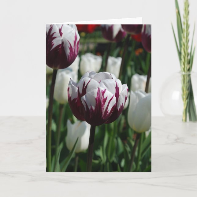 Carte de voeux pourpre et blanche de tulipe (Devant)
