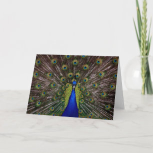 Carte de voeux Proud Peacock